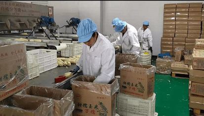 武邑县:鲜食玉米种植助武邑农业增效